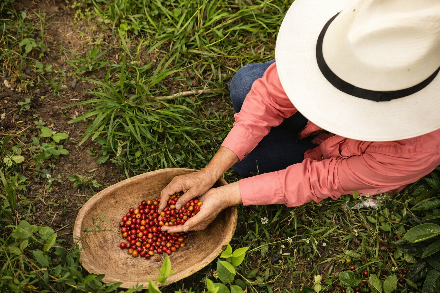 Single origin coffee cherries growing on mountain farm representing specialty coffee origins