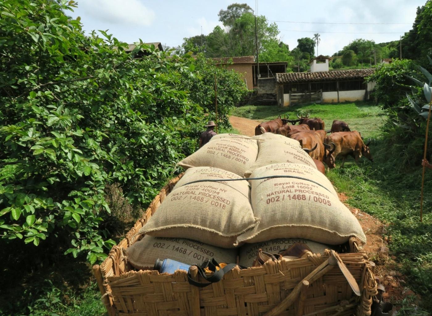 Truck carrying coffee sacks on a rural road with greenery and a building in the background